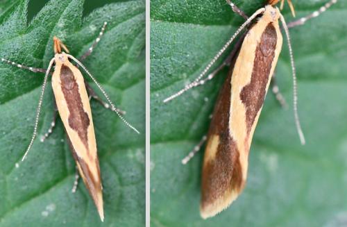 Harpella forficella